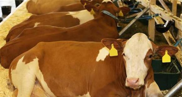 奶牛生产瘫痪治疗案例