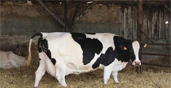 奶牛围产前期的饲养管理