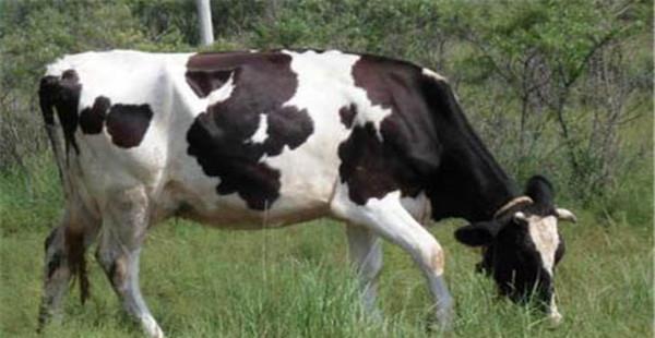 母牛的妊娠期平均为多少天 母牛妊娠有哪些表现