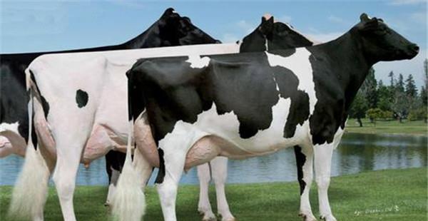 青年牛是几个月的牛 青年母牛的饲养管理要点
