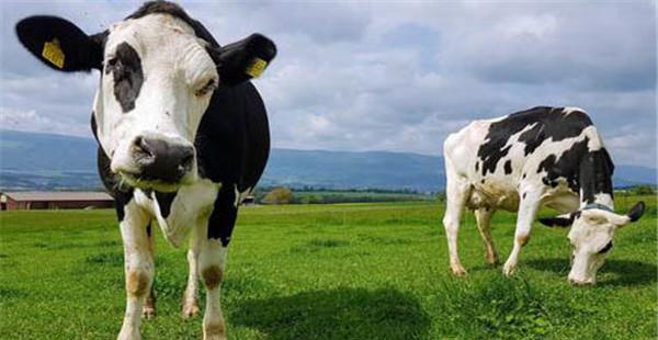 奶牛的正常体温是多少度，如何测量牛体温度