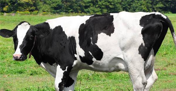 奶牛的发情外部症状有哪些?(奶牛受热是什么症状)