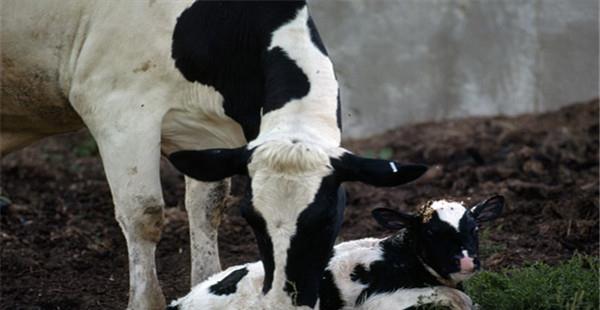 犊牛如何喂初乳 犊牛初乳饲喂技术(犊牛饲养管理犊牛早期断奶的好处)