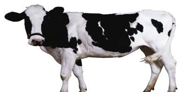 奶牛场牛群结构调整 影响牛群结构合理的因素