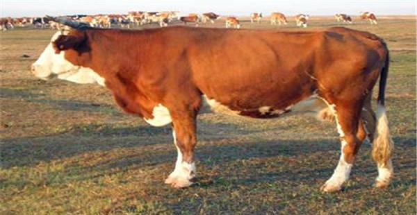肉牛的外貌鉴定方法：优质肉牛体况评分标准