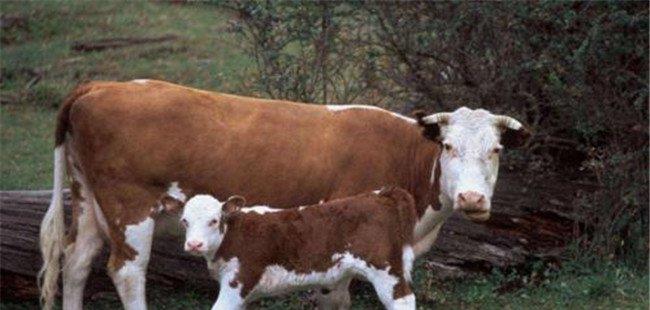 提高奶牛的人工受胎率