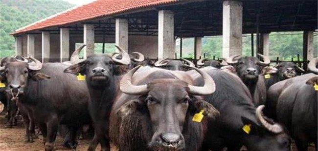 水牛养殖-为什么在我国南方提倡养殖奶用水牛？