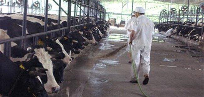 养牛场消毒的常用方法 牛场消毒的要求是什么？