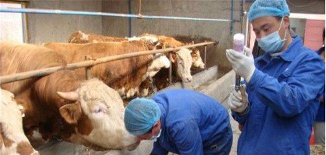 中西医结合治疗牛流行热的方法