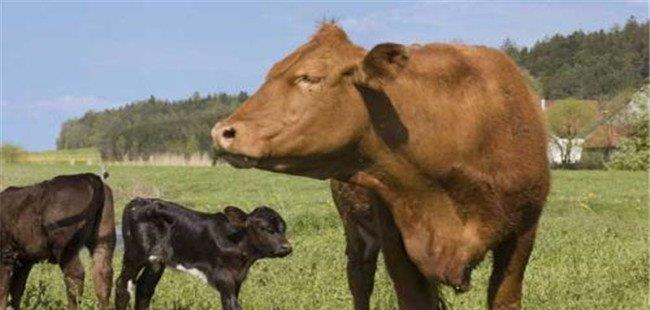 一头牛大概有多少斤、一头牛能出多少斤肉？