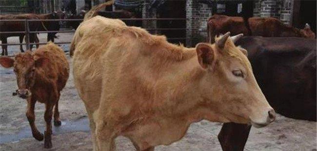 一头牛能出多少斤肉