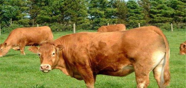 利木赞牛的生产性能及养殖技术要点