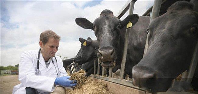 如何观察牛是否有病