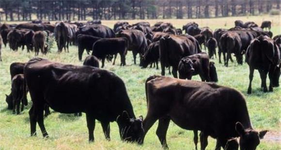 全牛群每年进行两次结核病的检疫