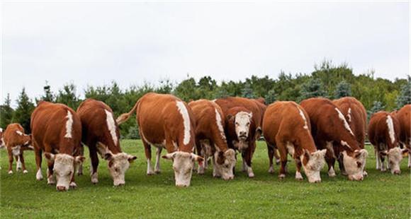 肉牛肥育方式及不同阶段的育肥重点(肉牛直线育肥技术)