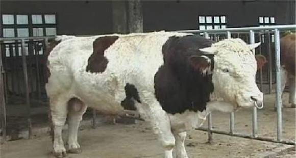牛流产的原因及治疗要点,牛流产什么原因引起的