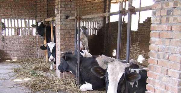 养牛场的科学建设方案及养殖设备(养牛场地建设)