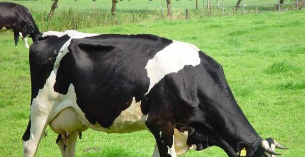 奶牛冬痢的症状及治疗措施