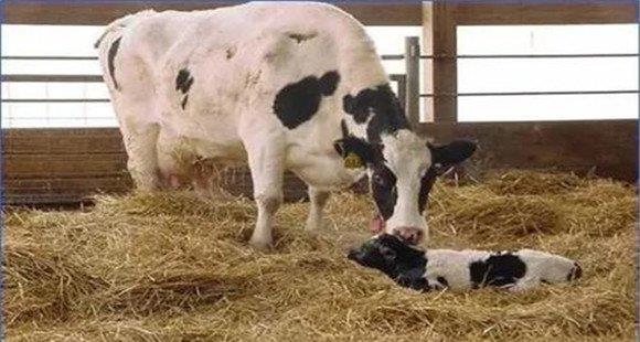 新生犊牛的饲养管理