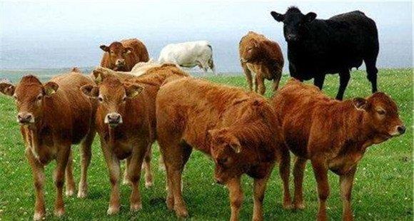怎样选择架子牛