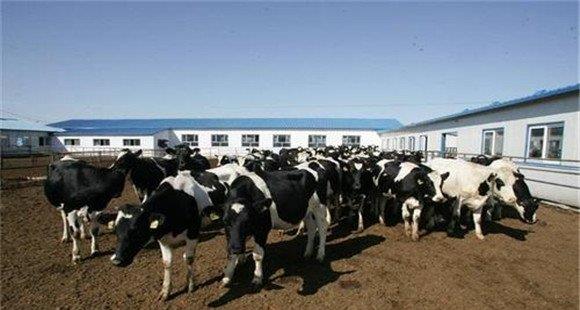 目前奶牛养殖的前景如何