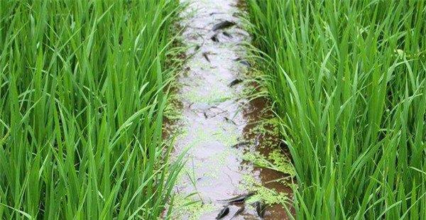 解决了稻田除草问题