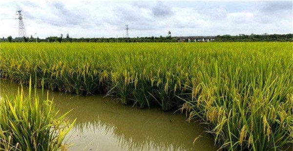 稻田养鱼省去了繁重的除草劳动