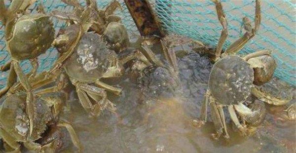 河蟹的饲养技术