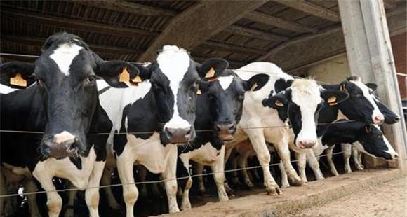 奶牛瘫痪的发病原因是什么 奶牛瘫痪的治疗方法
