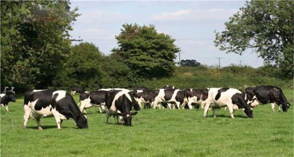 奶牛体型的特点 如何根据外貌判断奶牛健康状况