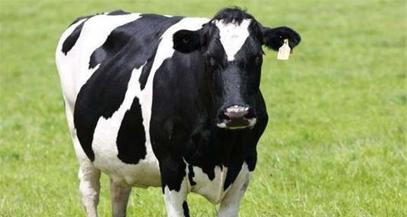 奶牛疥癣病的症状与防治措施(奶牛疥癣)