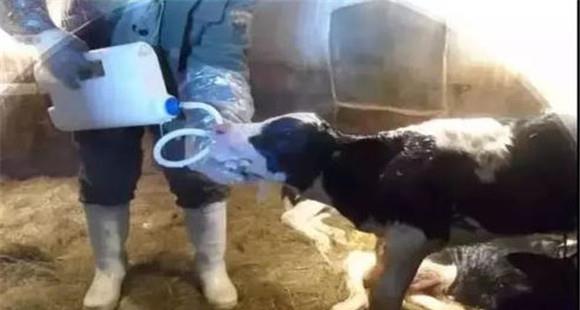 小牛犊第一次吃多少初乳