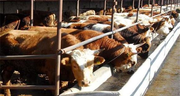 冬季肉牛养殖需要注意哪些问题？(冬季肉牛养殖注意事项)