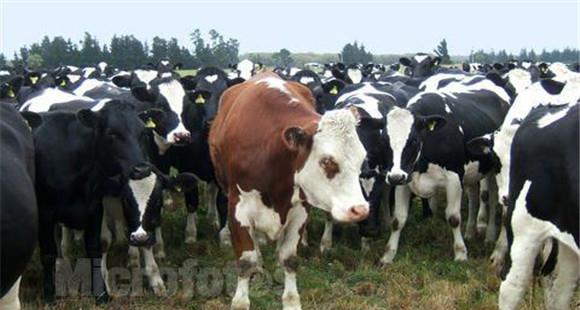 奶牛产奶量的影响因素 怎样提高奶牛产奶量