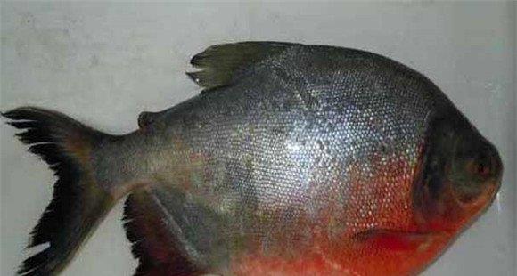 红鲳鱼是海鱼还是河鱼 红鲳鱼养殖技术要点