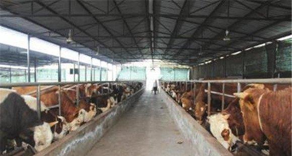 肉牛标准化养殖示范场建设标准(肉牛标准化养殖场实施方案)