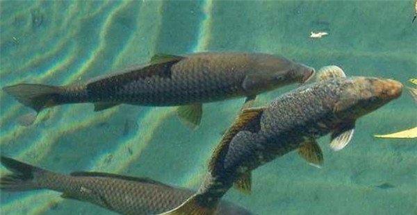鱼类混养可充分利用池塘空间