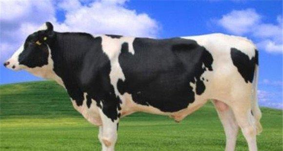 荷斯坦牛生产优势如何