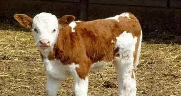 新生牛犊饲养管理注意事项