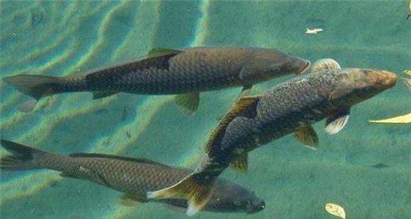 鱼类异斧虫病病原是什么