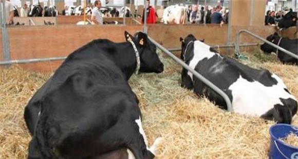 奶牛围产期饲养管理