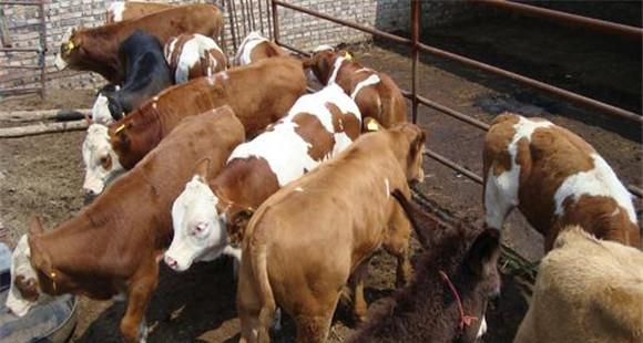 养殖肉牛如何进行疾病诊断(肉牛养殖可行性报告)