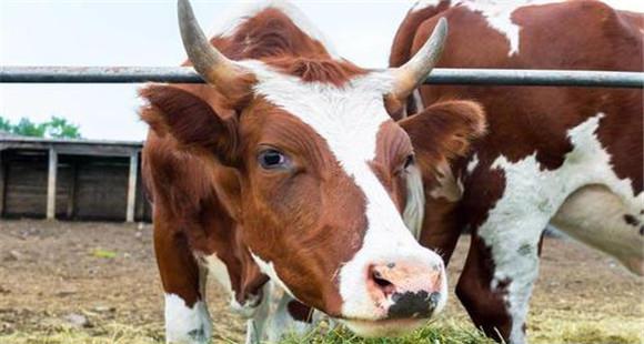 奶牛繁殖需掌握好的五大原则(奶牛繁育知识)