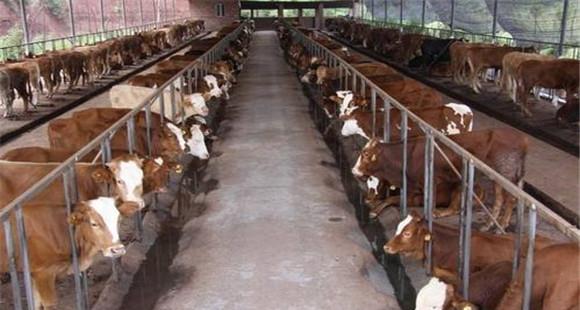 肉牛育肥饲料如何搭配 肉牛育肥期饲养管理方法
