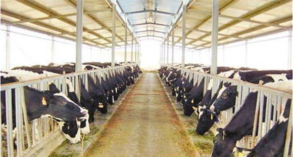 夏季奶牛高效养殖措施(夏季奶牛场的饲养管理技术措施)