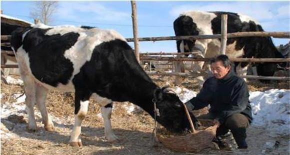 寒冷的冬季奶牛饲养管理要注意四点(奶牛冬季管理方法)