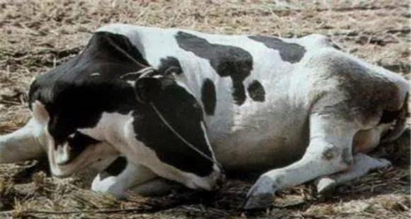 奶牛产后败血症的症状