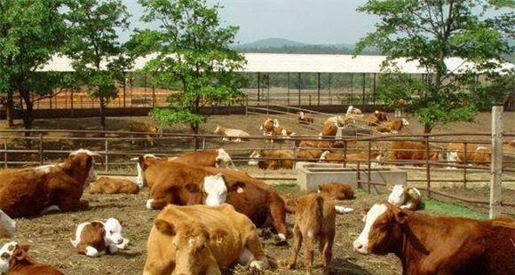 养殖肉牛如何加强疾病防治(养殖肉牛如何加强疾病防治工作)