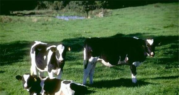 规模化奶牛养殖场应注意的问题(发展奶牛养殖业的有利条件)