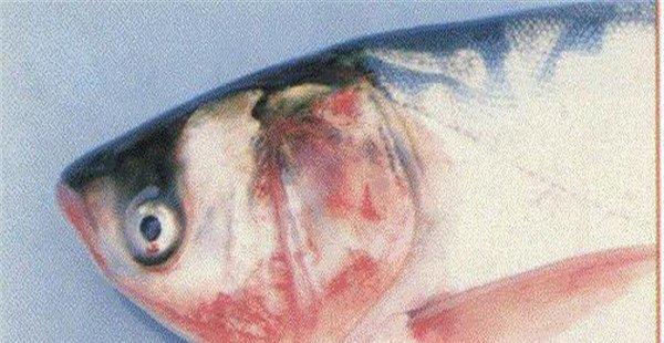 鱼细菌性败血症的症状与诊断